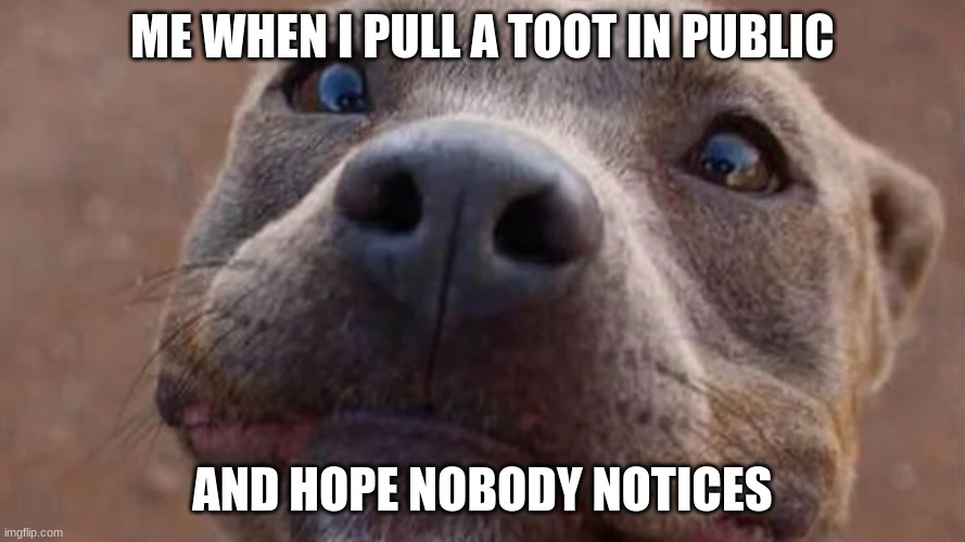 dogs | ME WHEN I PULL A TOOT IN PUBLIC; AND HOPE NOBODY NOTICES | image tagged in hilarious memes | made w/ Imgflip meme maker