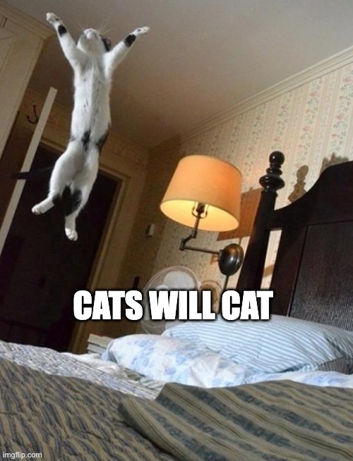 JUMPING CAT | CATS WILL CAT | image tagged in jumping cat,cat,joy | made w/ Imgflip meme maker