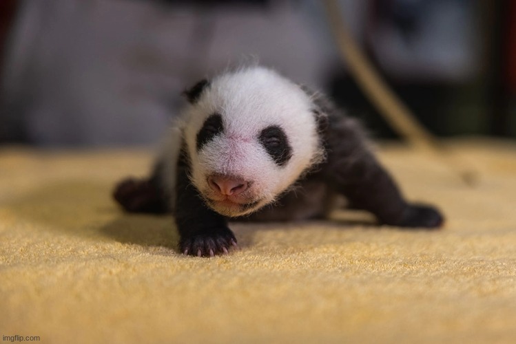 Moving on about Danny here's a baby panda. | made w/ Imgflip meme maker