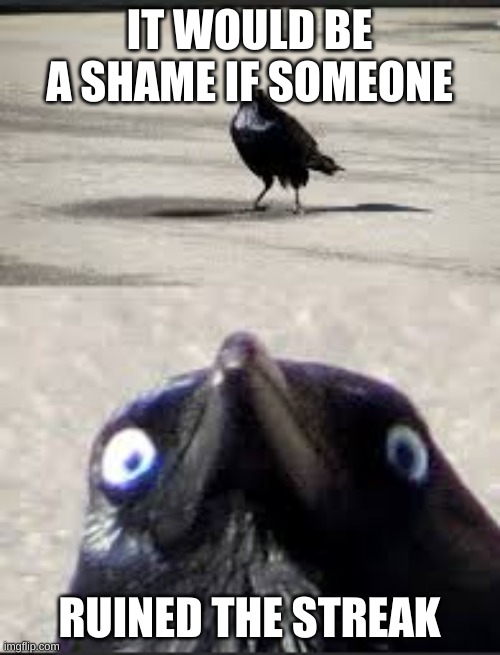 It would be a shame bird | IT WOULD BE A SHAME IF SOMEONE RUINED THE STREAK | image tagged in it would be a shame bird | made w/ Imgflip meme maker