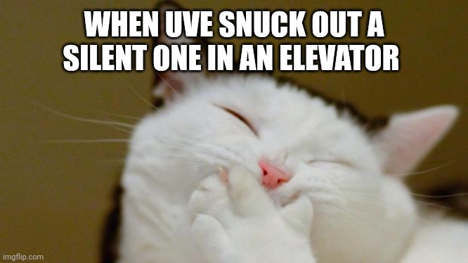 Laughing Cat | WHEN UVE SNUCK OUT A SILENT ONE IN AN ELEVATOR | image tagged in laughing cat | made w/ Imgflip meme maker