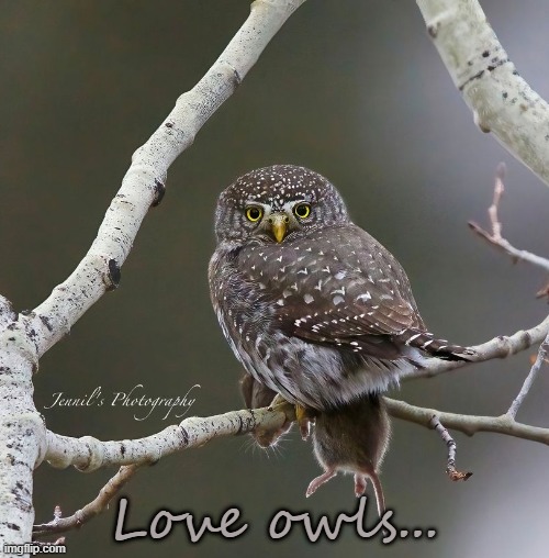Love owls... | made w/ Imgflip meme maker