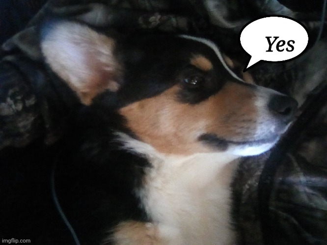My puppy | Yes | image tagged in my puppy | made w/ Imgflip meme maker