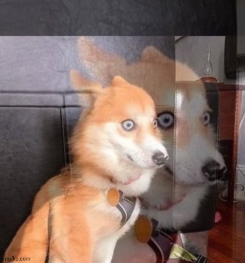 High Quality Therapy Dog PTSD Blank Meme Template