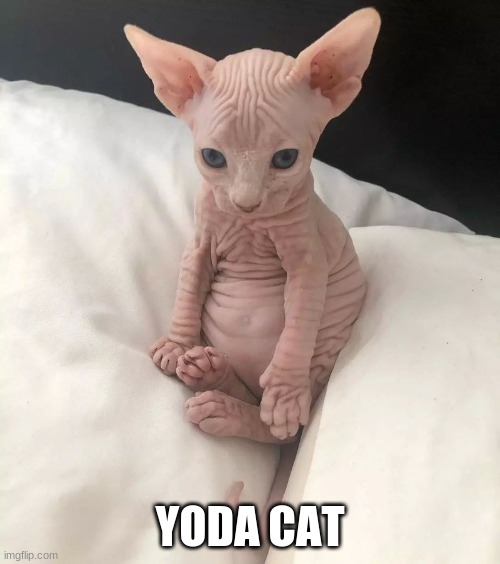 yoda cat | YODA CAT | image tagged in funny cats | made w/ Imgflip meme maker