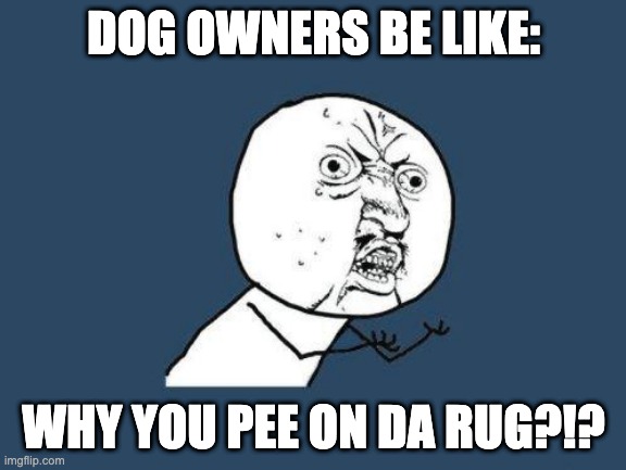 dog owners be like | DOG OWNERS BE LIKE:; WHY YOU PEE ON DA RUG?!? | image tagged in why you no,funny,dogs,memes | made w/ Imgflip meme maker