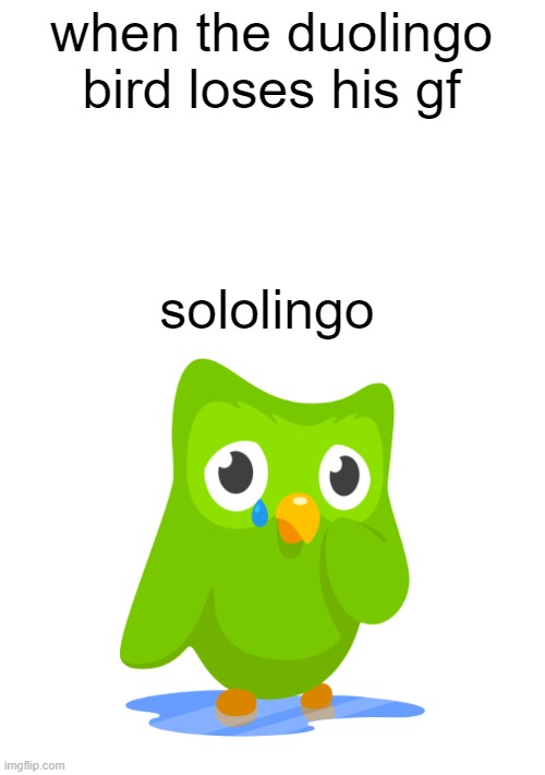 poor bird he's just trying to teach you languages | when the duolingo bird loses his gf; sololingo | image tagged in sad duolingo bird | made w/ Imgflip meme maker