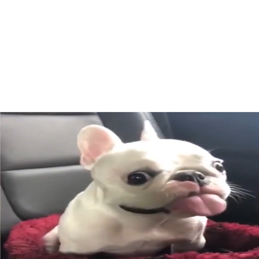 High Quality DOGGO Blank Meme Template