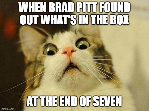 wha'tsin the boxxxxx | WHEN BRAD PITT FOUND OUT WHAT'S IN THE BOX; AT THE END OF SEVEN | image tagged in memes,scared cat | made w/ Imgflip meme maker