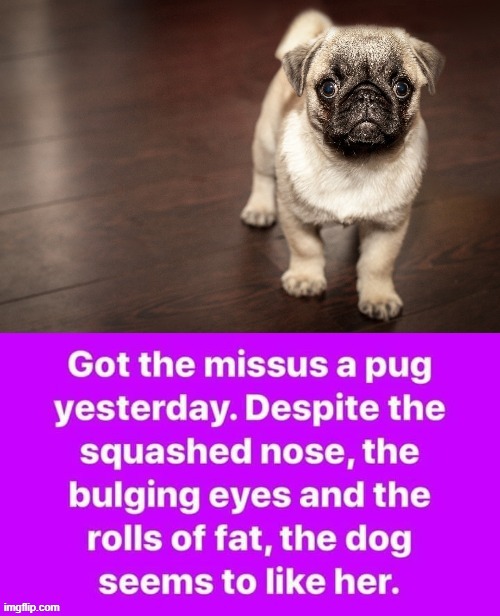 Pug | image tagged in ugly face | made w/ Imgflip meme maker
