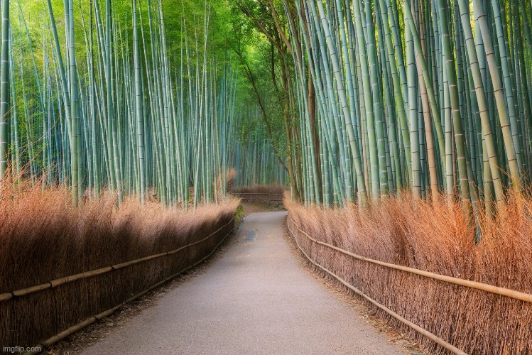 Arashiyama Bamboo Grove, Japan | image tagged in awesome pics | made w/ Imgflip meme maker