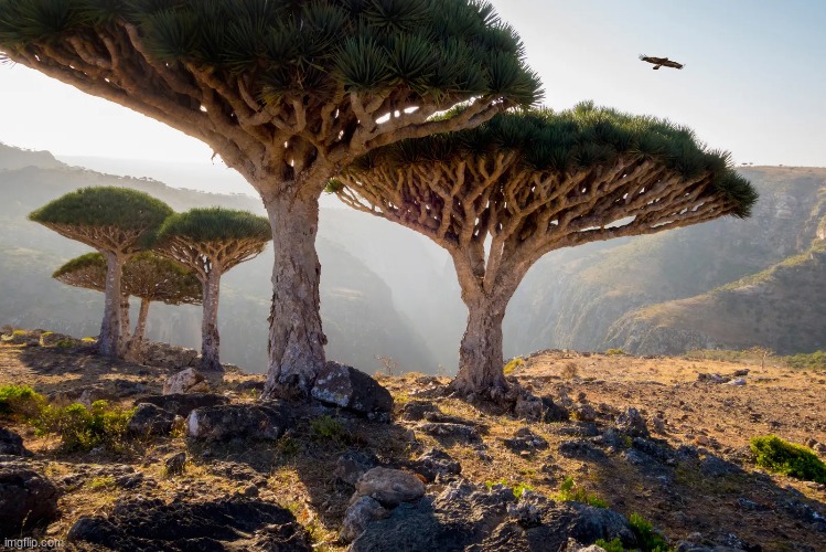 Socotra, Yemen | image tagged in awesome pics | made w/ Imgflip meme maker