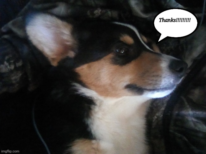 My puppy | Thanks!!!!!!!!! | image tagged in my puppy | made w/ Imgflip meme maker