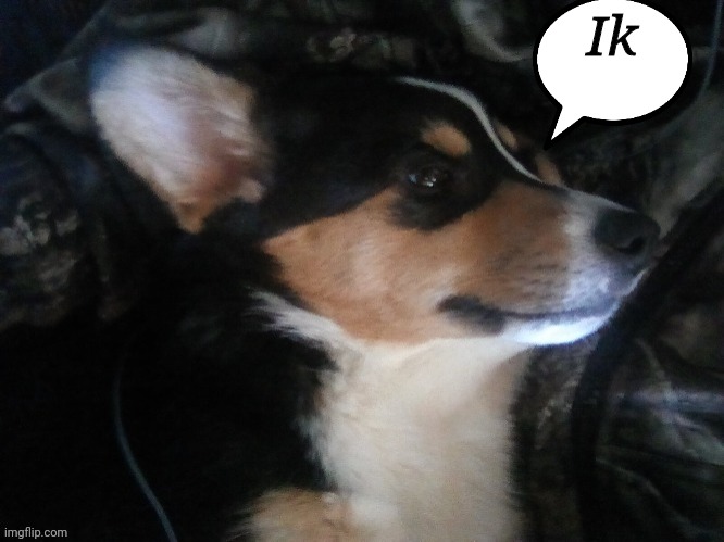 My puppy | Ik | image tagged in my puppy | made w/ Imgflip meme maker