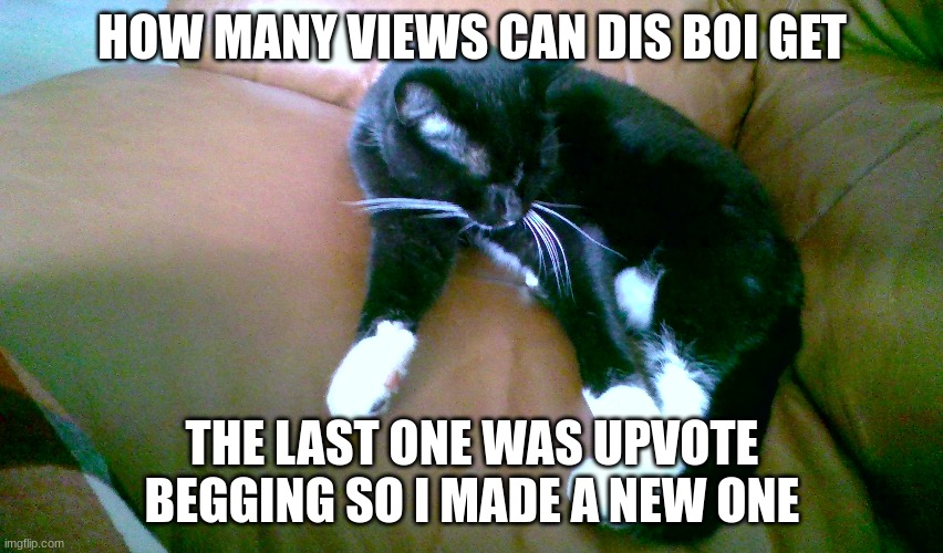 cat | HOW MANY VIEWS CAN DIS BOI GET; THE LAST ONE WAS UPVOTE BEGGING SO I MADE A NEW ONE | image tagged in cat | made w/ Imgflip meme maker