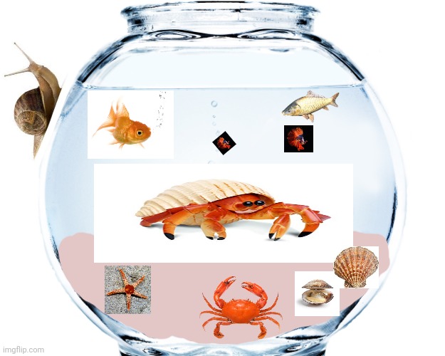 Fish bowl Aquarium | image tagged in fishbowl | made w/ Imgflip meme maker