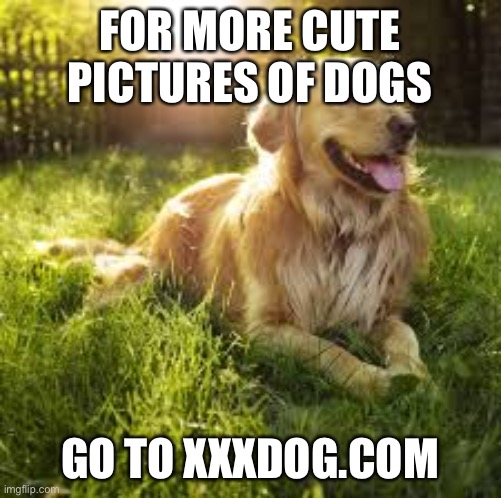 doggy | FOR MORE CUTE PICTURES OF DOGS; GO TO XXXDOG.COM | image tagged in doggy | made w/ Imgflip meme maker