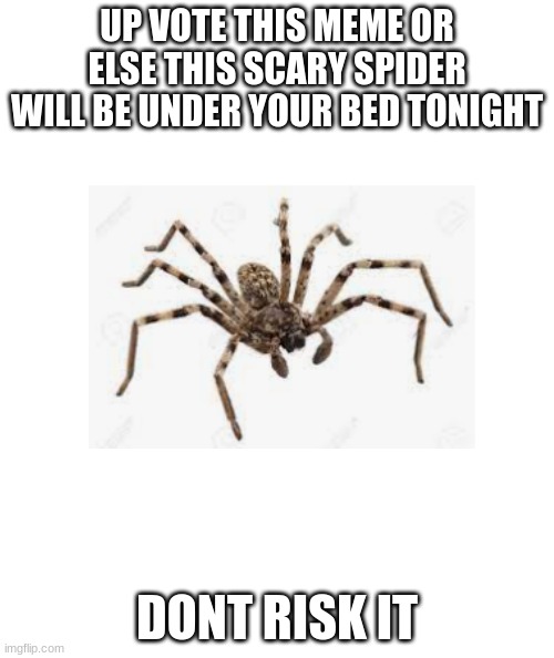 Upvote Now. | UP VOTE THIS MEME OR ELSE THIS SCARY SPIDER WILL BE UNDER YOUR BED TONIGHT; DONT RISK IT | image tagged in white rectangle | made w/ Imgflip meme maker