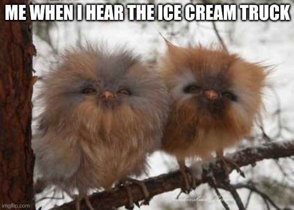 cute | ME WHEN I HEAR THE ICE CREAM TRUCK | image tagged in baby owls | made w/ Imgflip meme maker