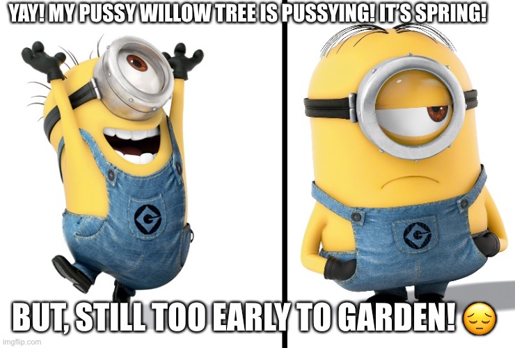 Minion Spring | YAY! MY PUSSY WILLOW TREE IS PUSSYING! IT’S SPRING! BUT, STILL TOO EARLY TO GARDEN! 😔 | image tagged in minion happy sad | made w/ Imgflip meme maker