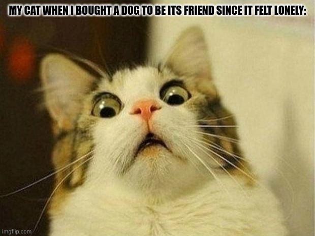 Scared Cat Meme | MY CAT WHEN I BOUGHT A DOG TO BE ITS FRIEND SINCE IT FELT LONELY: | image tagged in memes,kitty,doggy | made w/ Imgflip meme maker