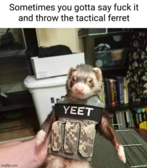 Fr lol | image tagged in ferret | made w/ Imgflip meme maker