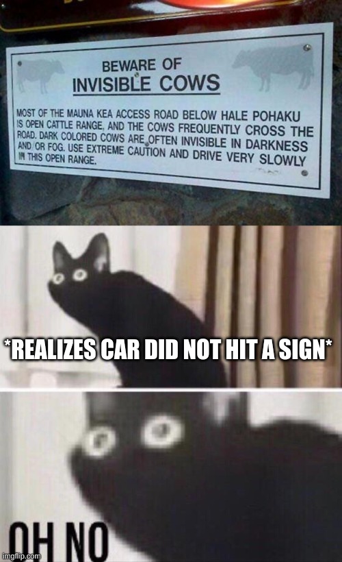 Invisible cows |  *REALIZES CAR DID NOT HIT A SIGN* | image tagged in oh no cat,memes,funny,funny memes,cows,signs | made w/ Imgflip meme maker
