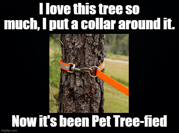 Petrified | I love this tree so much, I put a collar around it. Now it's been Pet Tree-fied | image tagged in black background,tree,pun,pet | made w/ Imgflip meme maker