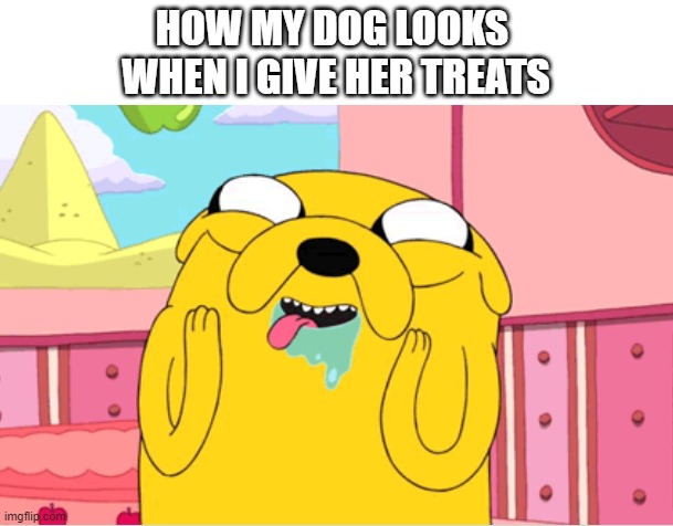 dog treat meme | HOW MY DOG LOOKS 
WHEN I GIVE HER TREATS | image tagged in jake drool,dog | made w/ Imgflip meme maker