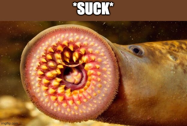 sucking fish | *SUCK* | image tagged in scary fish,derp,suck,memes,funny | made w/ Imgflip meme maker