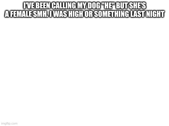 Blank White Template | I'VE BEEN CALLING MY DOG "HE" BUT SHE'S A FEMALE SMH. I WAS HIGH OR SOMETHING LAST NIGHT | image tagged in blank white template | made w/ Imgflip meme maker