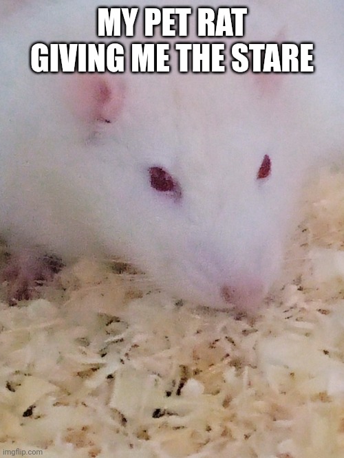 Am I bothered rat |  MY PET RAT GIVING ME THE STARE | image tagged in am i bothered rat | made w/ Imgflip meme maker