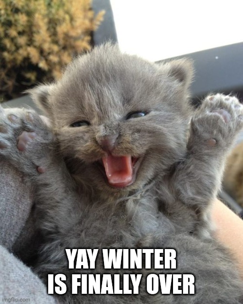 No more cold for a while | YAY WINTER IS FINALLY OVER | image tagged in yay kitty,cat | made w/ Imgflip meme maker