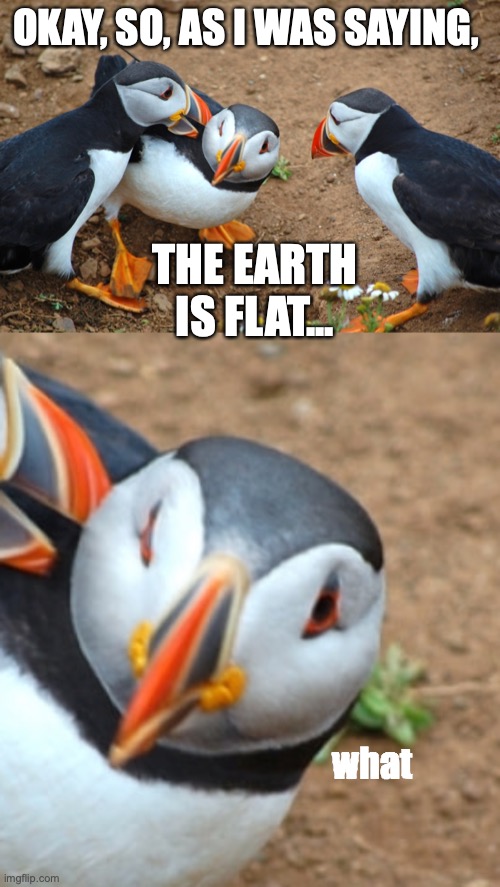 conspiracy theory: starring Puffy the Puffin! | OKAY, SO, AS I WAS SAYING, THE EARTH IS FLAT... what | image tagged in confused puffin | made w/ Imgflip meme maker