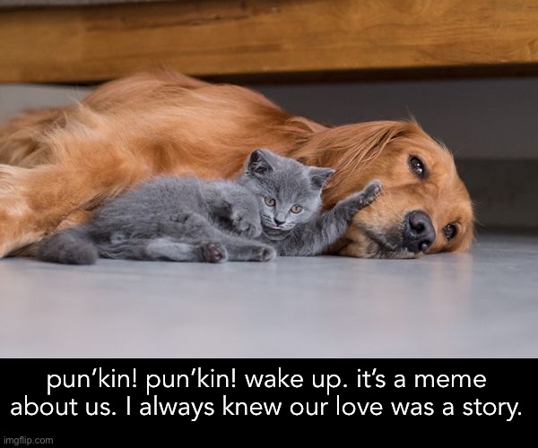 pun’kin! pun’kin! wake up. it’s a meme about us. I always knew our love was a story. | made w/ Imgflip meme maker