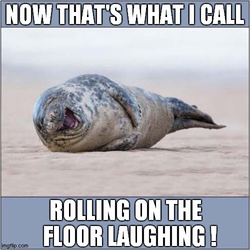 One ROFL Happy Seal ! |  NOW THAT'S WHAT I CALL; ROLLING ON THE
  FLOOR LAUGHING ! | image tagged in fun,now thats what i call,rofl | made w/ Imgflip meme maker