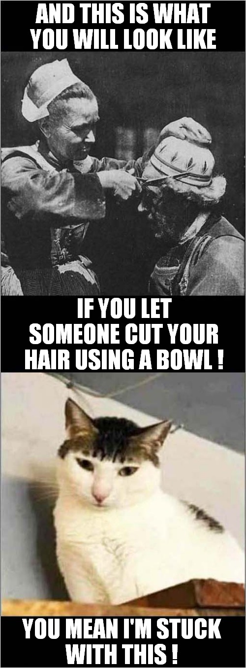 Cats Fur Pattern Woes ! | AND THIS IS WHAT YOU WILL LOOK LIKE; IF YOU LET SOMEONE CUT YOUR HAIR USING A BOWL ! YOU MEAN I'M STUCK
WITH THIS ! | image tagged in cats,haircut,woes | made w/ Imgflip meme maker