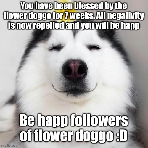 You have been blessed by the flower doggo for 7 weeks. All negativity is now repelled and you will be happ; Be happ followers of flower doggo :D | made w/ Imgflip meme maker