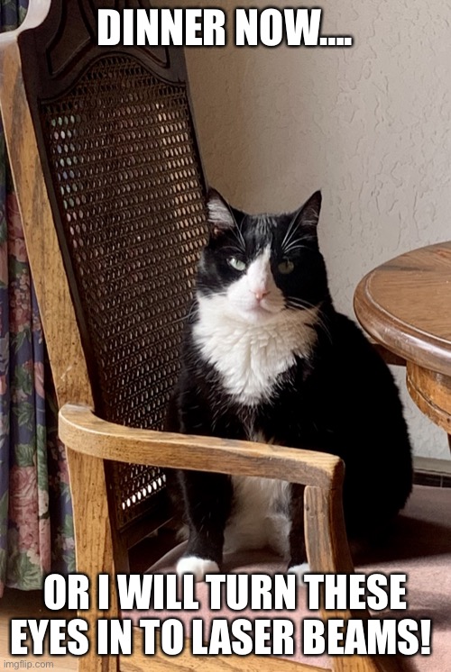 Hangry kitty | DINNER NOW…. OR I WILL TURN THESE EYES IN TO LASER BEAMS! | image tagged in hungry again | made w/ Imgflip meme maker