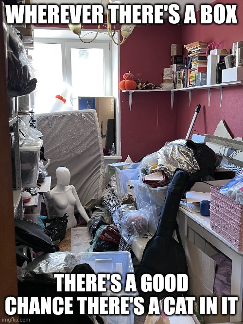 KITTY THINKS HE CAN HIDE | WHEREVER THERE'S A BOX; THERE'S A GOOD CHANCE THERE'S A CAT IN IT | image tagged in cats,funny cats | made w/ Imgflip meme maker