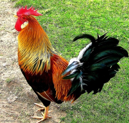 An adult male chicken is called a “rooster” and an adult female is called a “hen.” Roosters are larger, usually more brightly co | image tagged in nice cock elfiya daddy | made w/ Imgflip meme maker