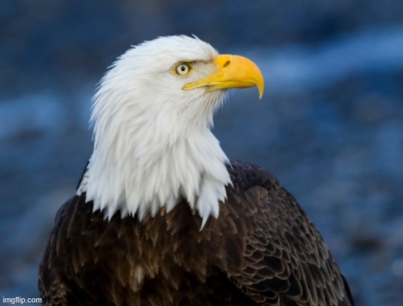 Eagles can fly up to 30 m.p.h. and can dive at speeds up to 100 m.p.h. Bald eagles develop the characteristic white head and tai | made w/ Imgflip meme maker