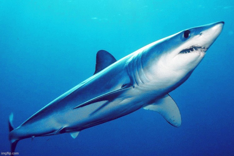 Sharks prefer to avoid dolphins. Dolphins are mammals that live in pods and are very clever. They know how to protect themselves | made w/ Imgflip meme maker