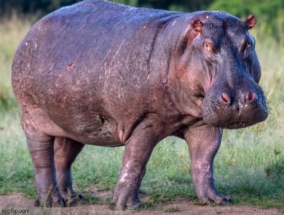 Hippos are the third largest mammals on Earth. There are two species of hippopotamids. Hippos are strong swimmers. | made w/ Imgflip meme maker