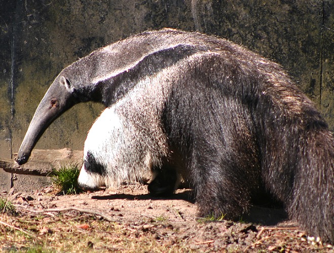 Anteater Tongues Are Covered in Spines. They Have Knife-Like Claws. Anteaters Don't Just Eat Ants. | made w/ Imgflip meme maker