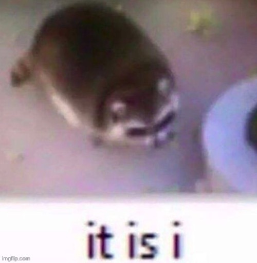 call me racoo cuz im a raccoon- | made w/ Imgflip meme maker