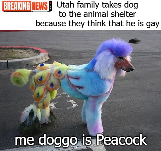Utah family takes dog to the animal shelter because they think that he is gay; me doggo is Peacock | image tagged in peecock | made w/ Imgflip meme maker