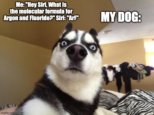 Shocked dog | MY DOG:; Me: "Hey Siri, What is the molecular formula for Argon and Fluoride?" Siri: "ArF" | image tagged in shocked dog | made w/ Imgflip meme maker