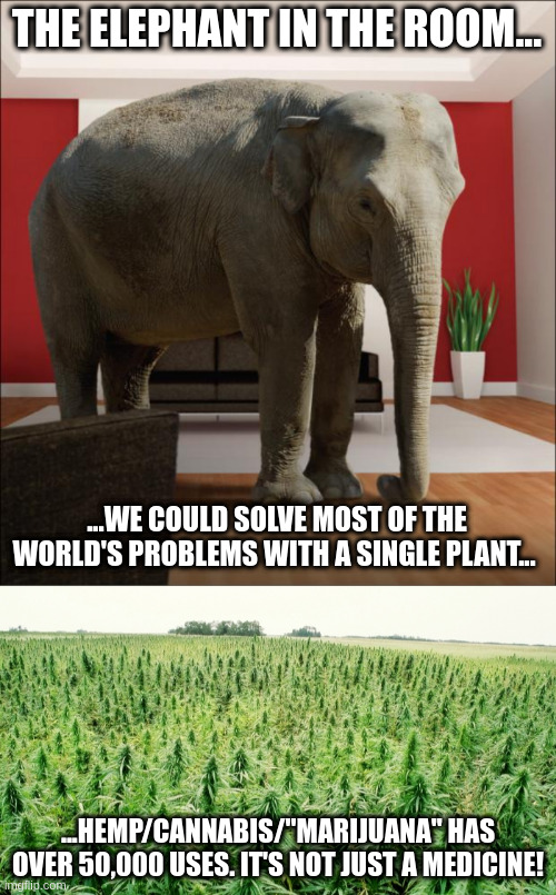 industrial hemp & medicinal cannabis | THE ELEPHANT IN THE ROOM... ...WE COULD SOLVE MOST OF THE WORLD'S PROBLEMS WITH A SINGLE PLANT... ...HEMP/CANNABIS/"MARIJUANA" HAS OVER 50,000 USES. IT'S NOT JUST A MEDICINE! | image tagged in elephant in the room,hemp field | made w/ Imgflip meme maker