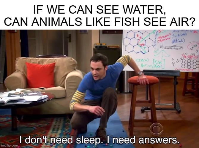 I don't need sleep I need answers | IF WE CAN SEE WATER, CAN ANIMALS LIKE FISH SEE AIR? | image tagged in i don't need sleep i need answers,fish,memes,funny | made w/ Imgflip meme maker